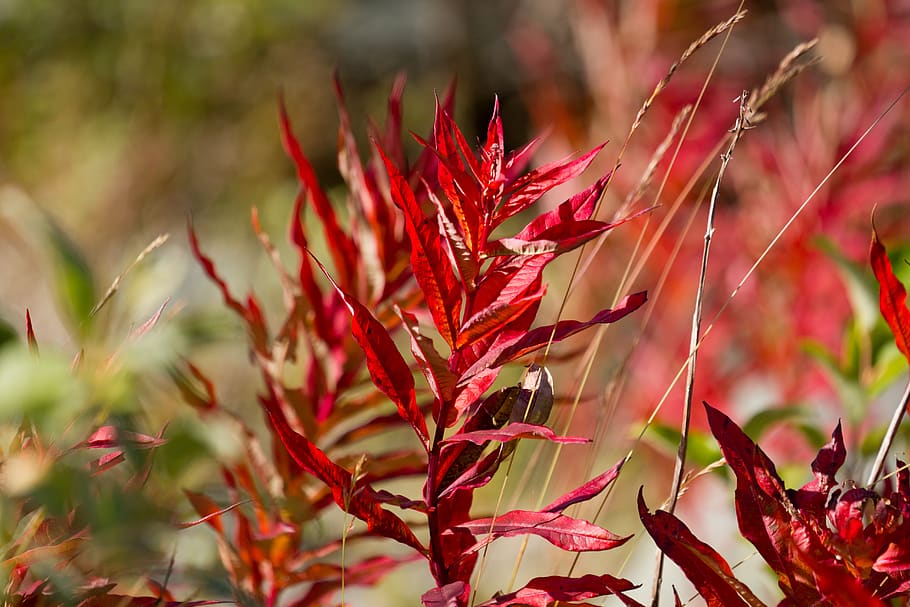 flower, red, leaf, grass, nature, outdoors, plant, growth, close-up HD wallpaper