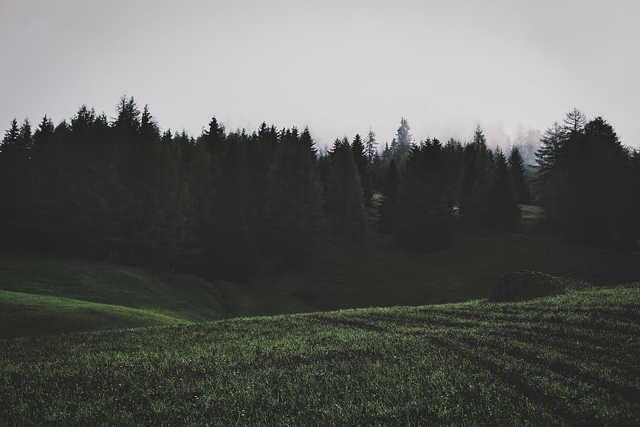green trees photography, plant, tranquility, tranquil scene, sky HD wallpaper