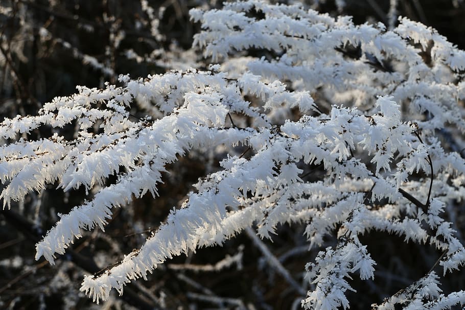 icing, winter, frost, forest, chill, branch, white, snow, cold temperature HD wallpaper