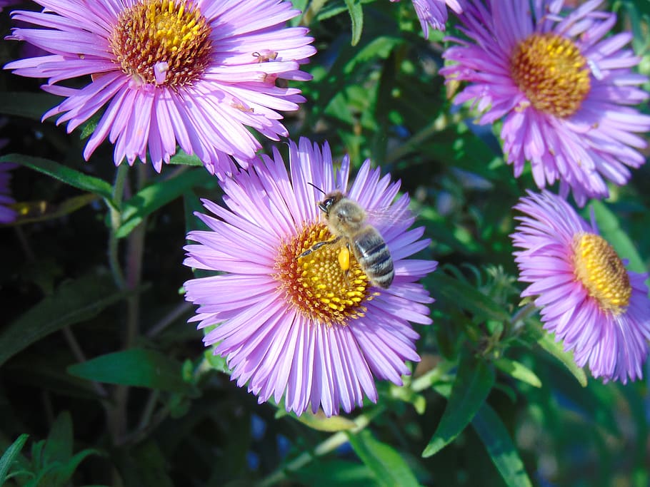bee, flower, blossom, bloom, nature, summer, macro, flowering plant HD wallpaper