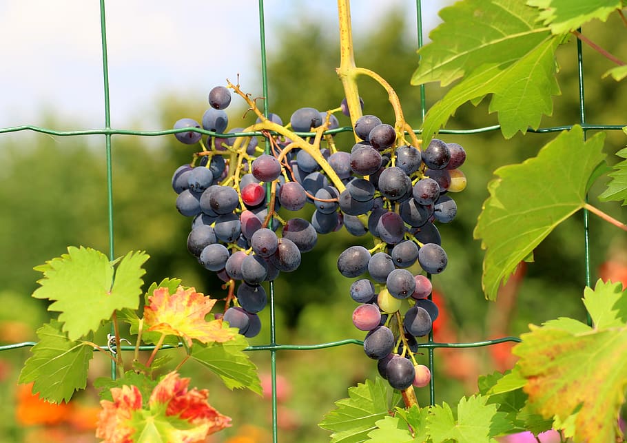 grapes, fruit, summer, vines, gołubok, mature, food, vitamins HD wallpaper