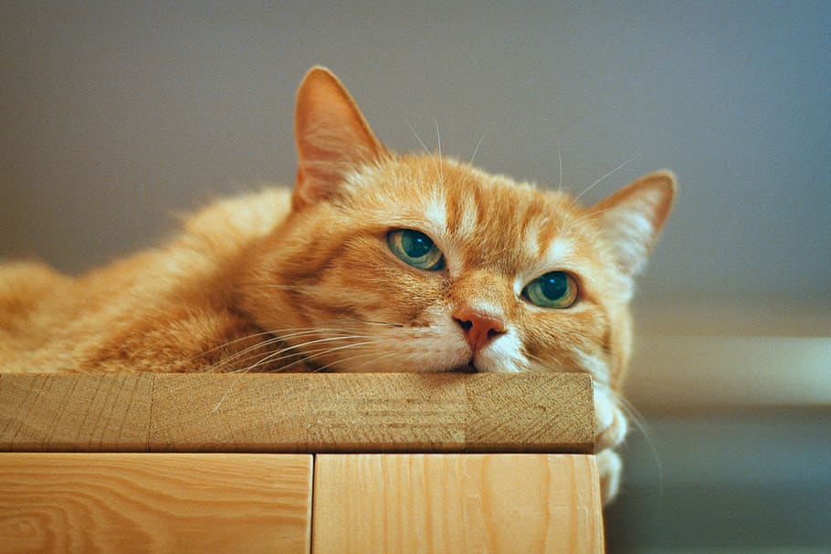 cat, red cat, red-headed cat, kitten, cute, fur, dream, eyes HD wallpaper
