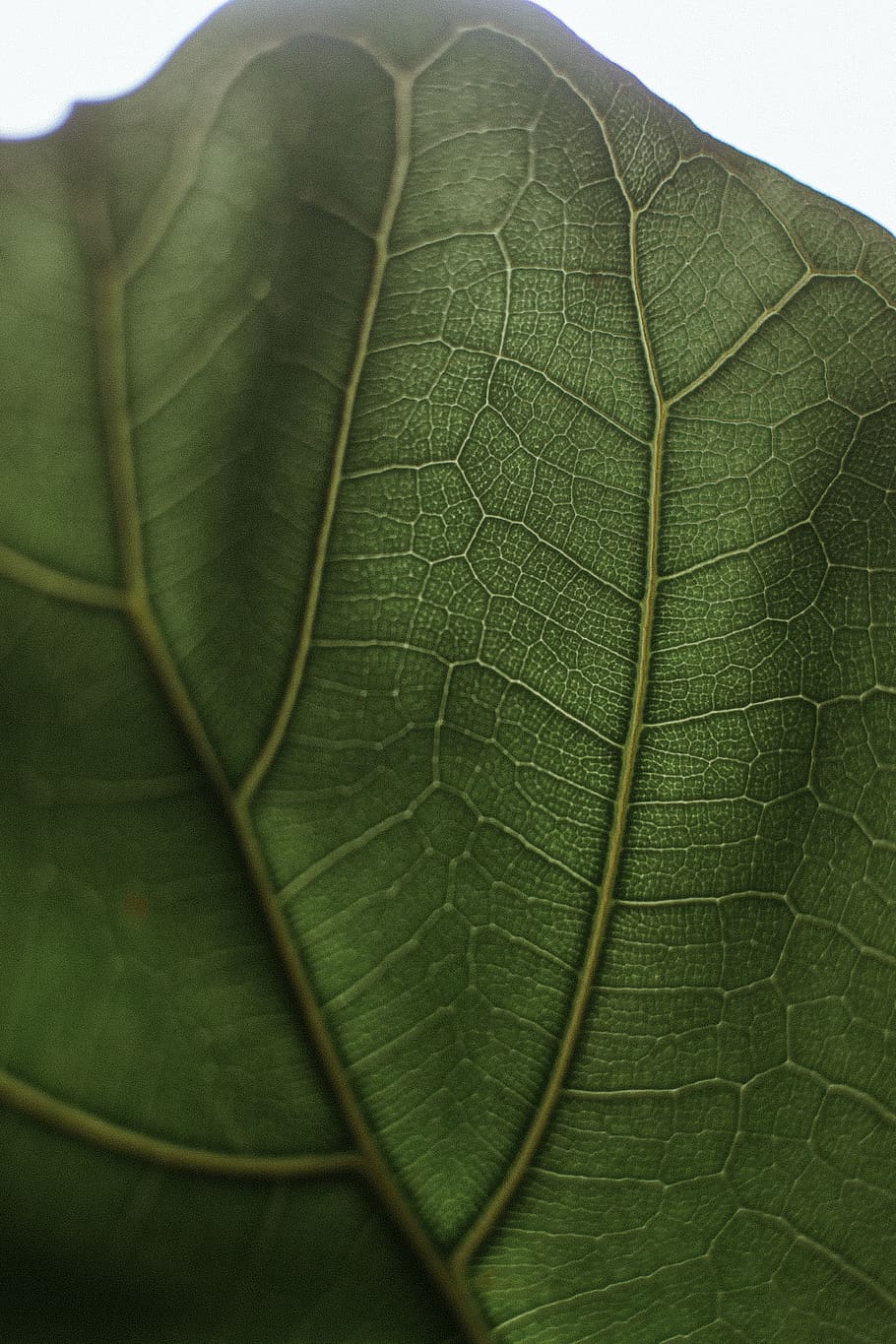 veins, plant, leaf, tick, coin, money, medication, wool, iris HD wallpaper