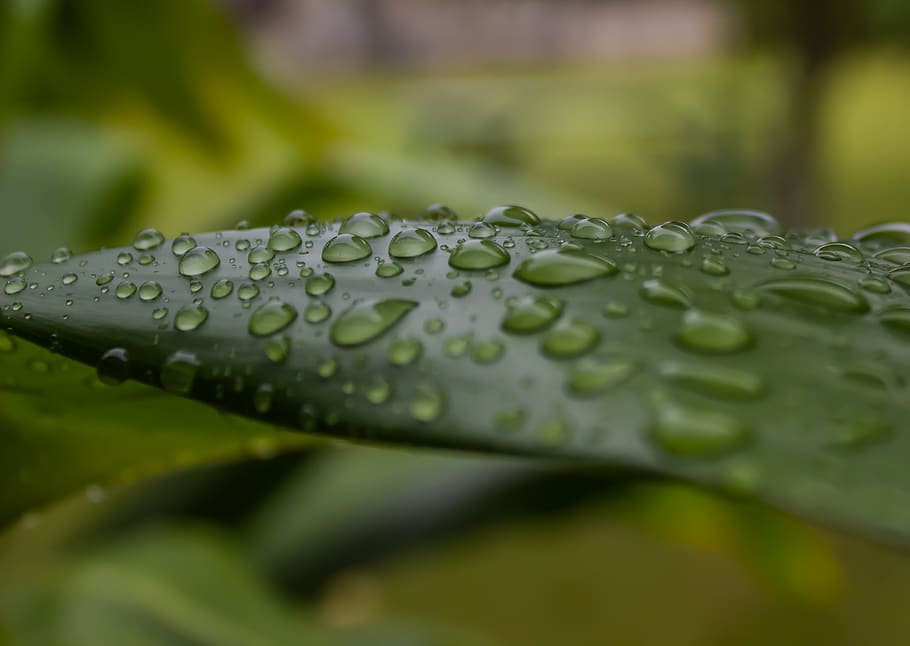 ti leaf, rain, plant, wet, raindrop, water, close-up, green color HD wallpaper