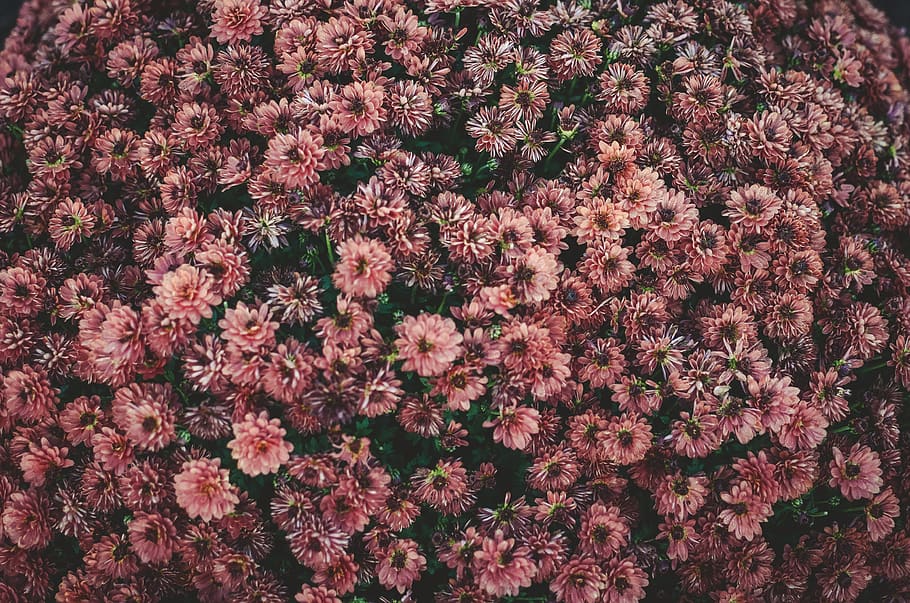 pink flowers, flora, plant, blossom, coral, leaf, bunch, nature HD wallpaper