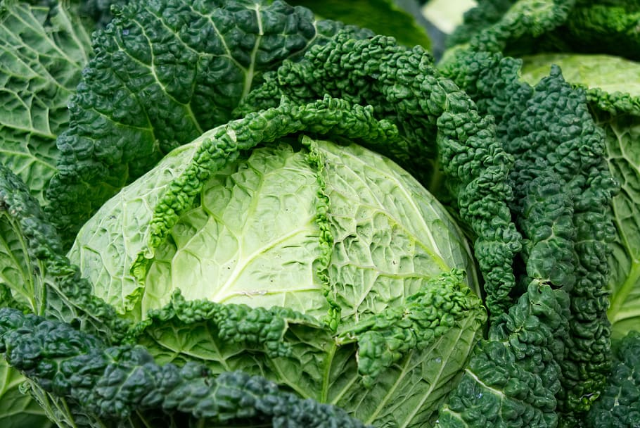 savoy, kohl, vegetables, savoy cabbage, vitamins, food, eat, HD wallpaper