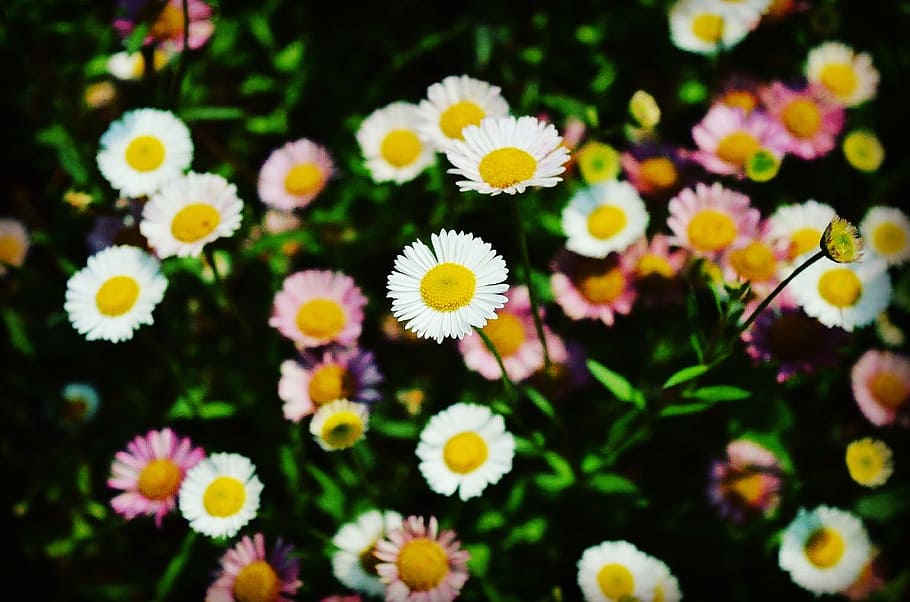 White Daisies, bloom, blossom, delicate, field, flora, flower HD wallpaper