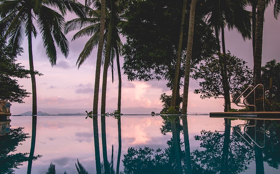 infinity pool surrounded by palm trees, plant, sky, growth, nature HD wallpaper