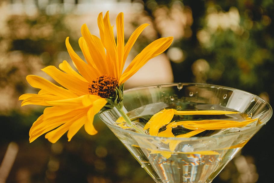 Selective Focus Photo of Yellow Singapore Daisy Flower on Clear Martini Glass HD wallpaper
