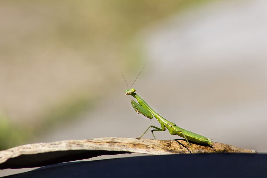 insect, mantis, green, nature, antennas, predator, animal themes HD wallpaper