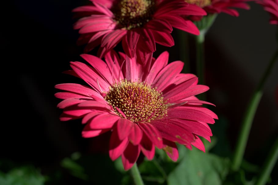 gerbera, flower, blossom, bloom, romantic, love, red, romance HD wallpaper