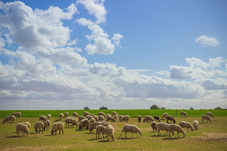 field, grass, nature, farm, agriculture, sky, landscape, countryside HD wallpaper