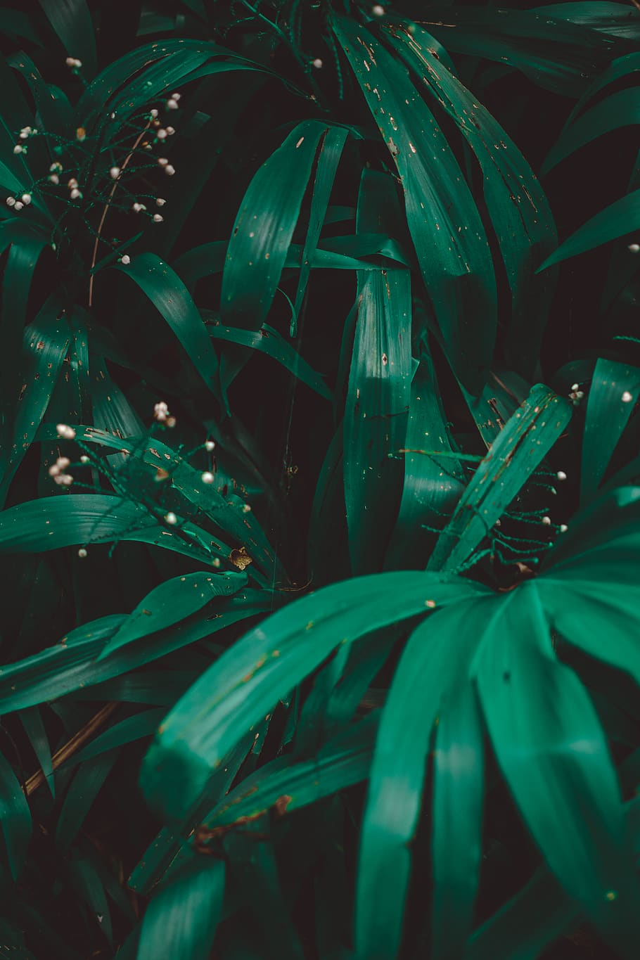 Green Leafed Plant, garden, leaves, nature, growth, green color HD wallpaper