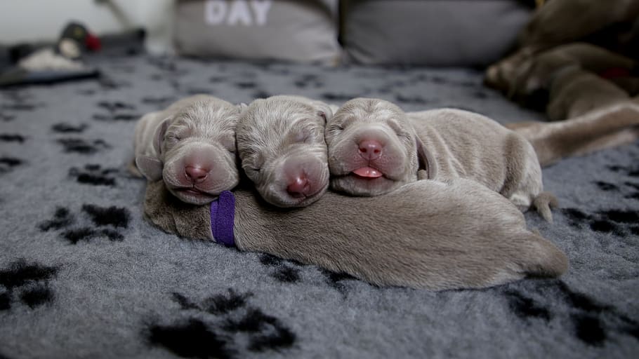 four puppies, mammal, animal themes, pets, domestic, relaxation HD wallpaper