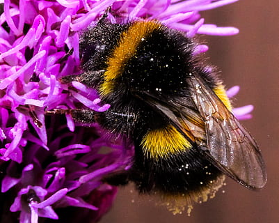 Close-up of Bee on Purple Flower, animal, bug, bumblebee, flora HD wallpaper