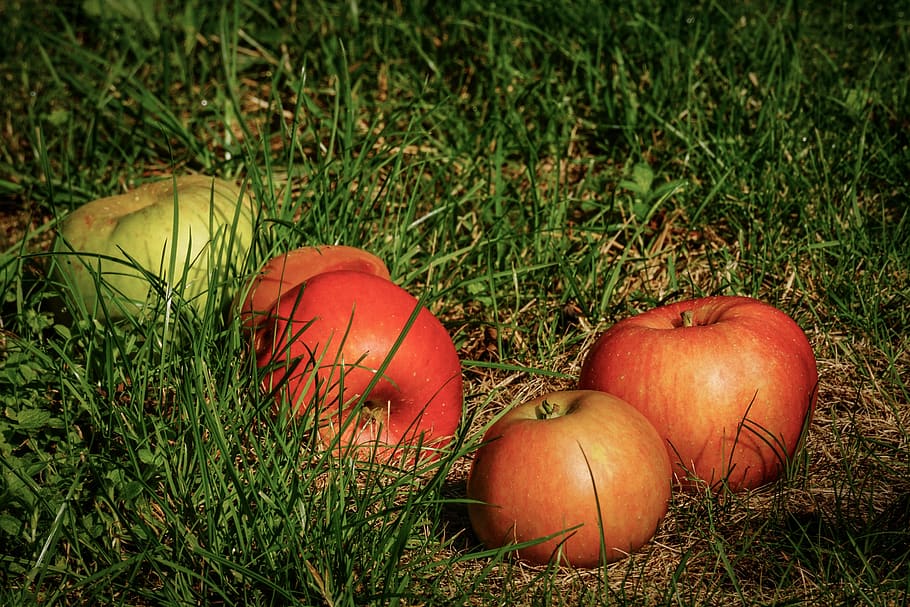 apple, windfall, fruit, red, healthy, meadow, orchard, fruits HD wallpaper