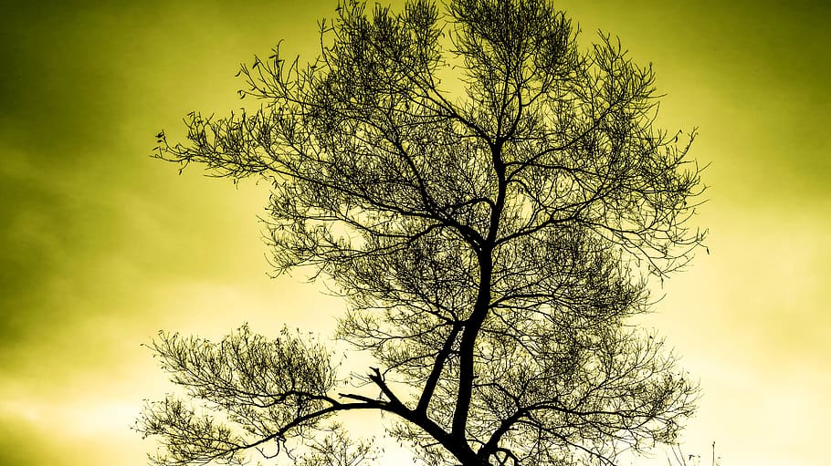 Silhouette of Tree, backlit, beautiful, branches, dawn, daylight HD wallpaper