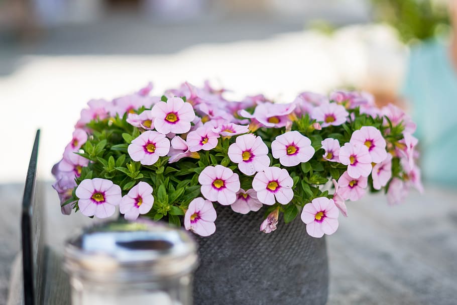 flowers, decoration, table, summer, romantic, floral arrangement HD wallpaper