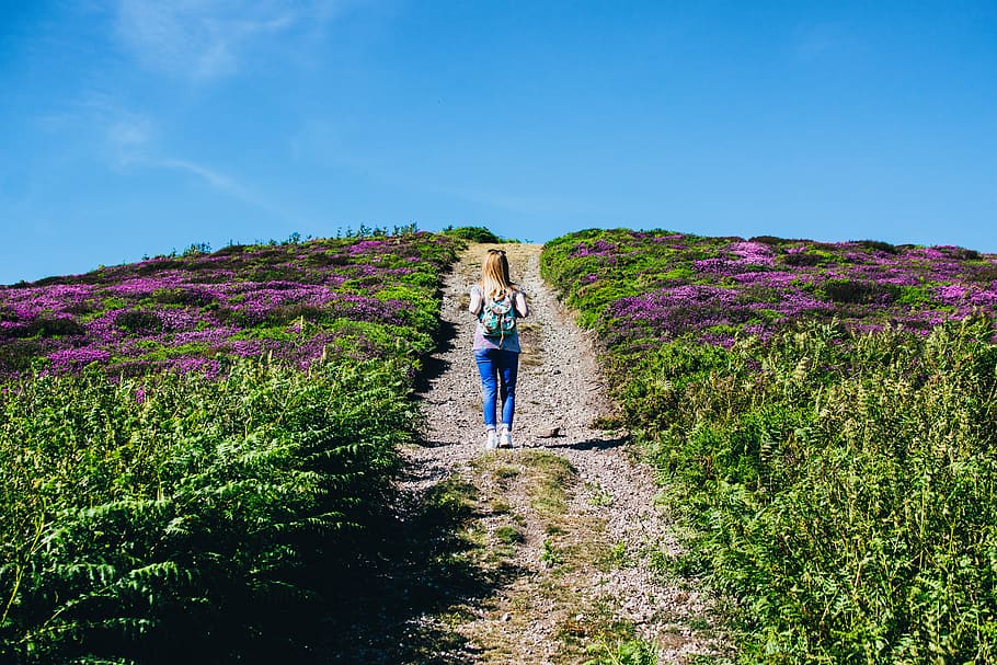 Woman Walking Alone in Between Purple Flower Field, adventure, HD wallpaper