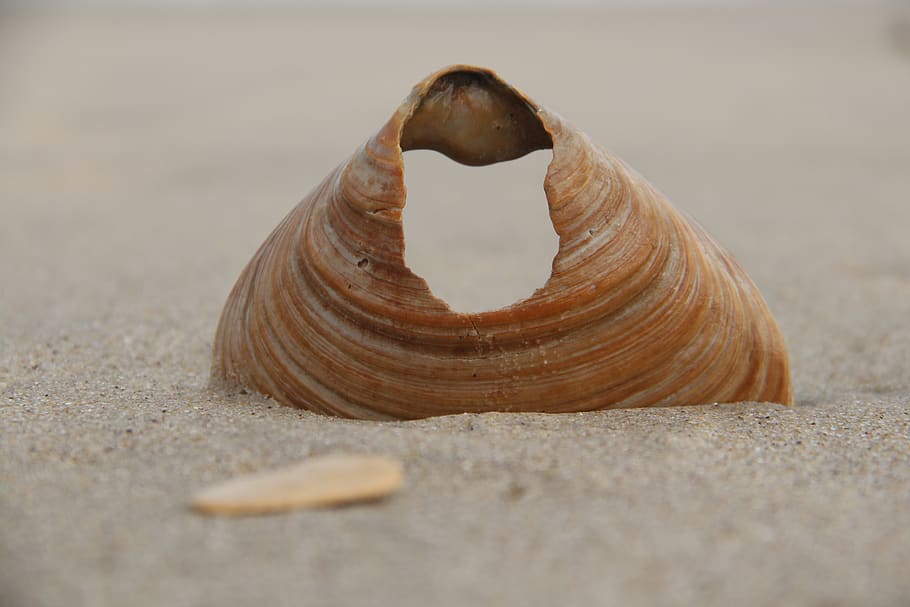 Shell With Hole, beach, brown, close-up, daylight, invertebrate HD wallpaper