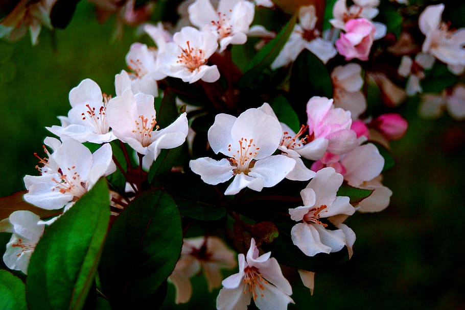 nature, petals, green, leaf, tree, apple blossom, white, flower HD wallpaper