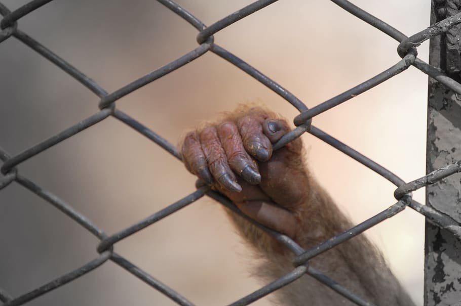 protest, bars, hand, soledad, protesta, mano, jail, prsion HD wallpaper