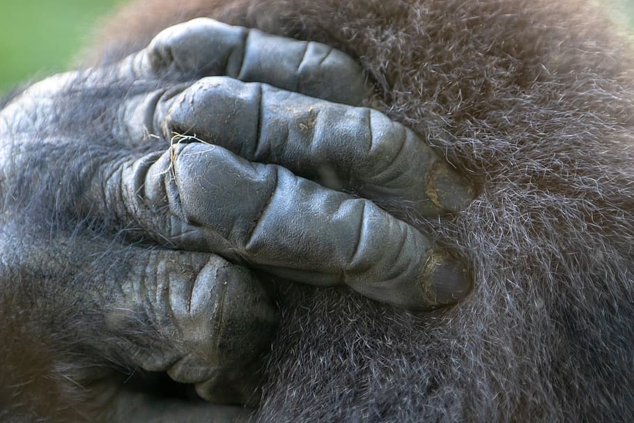monkey, gorilla, zoo, wild animal, ape, hand, mammal, animal themes HD wallpaper