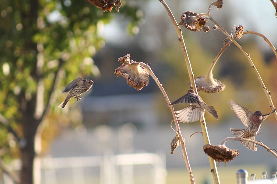 birds, sunflowers, fall, flight, animals, nature, outdoors HD wallpaper