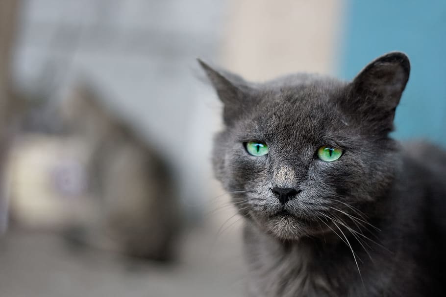 cat, outdoor, gray, pet, animal, green, eyes, fur, one animal HD wallpaper