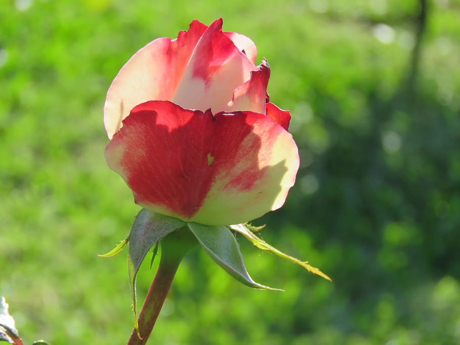 nature, rosa, garden, backlight, flower, flowering plant, beauty in nature HD wallpaper