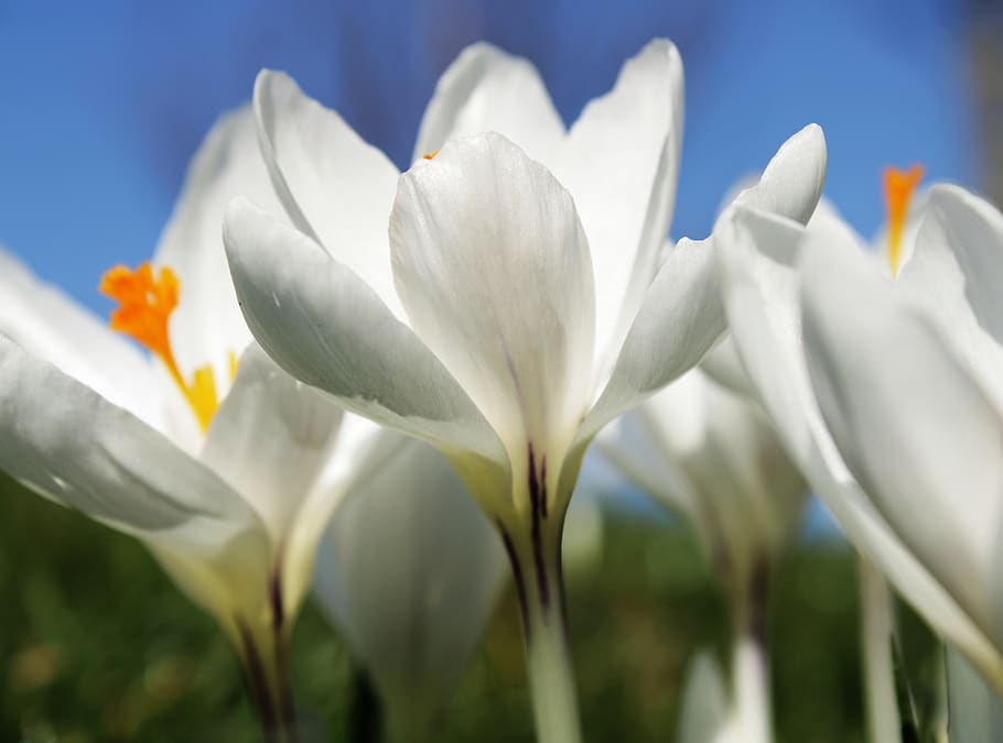 crocus, white, flower, spring, nature, spring flower, blossom HD wallpaper