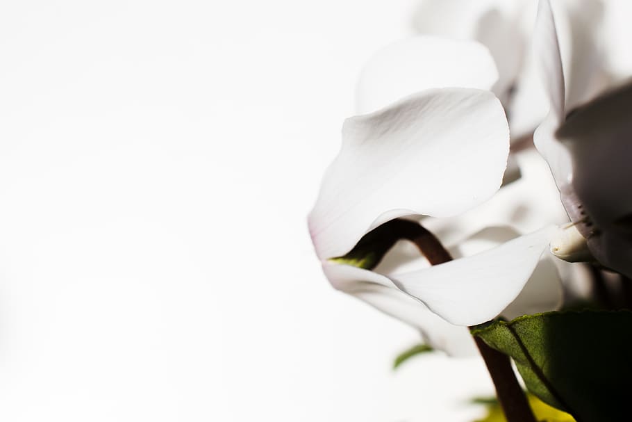 flower, white, closeup, macro, plant, flowering plant, petal HD wallpaper