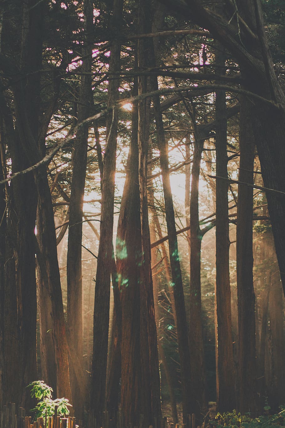 Photo of Sun Glare Through Forest Trees, environment, landscape