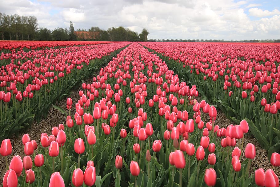 pink tulip field, flower, flowering plant, beauty in nature, growth HD wallpaper