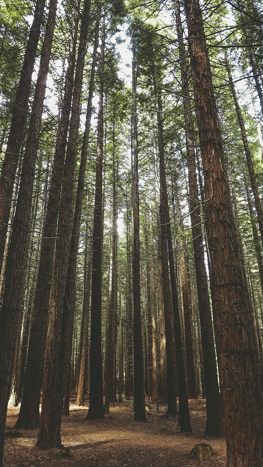 green trees, forest, nature, outdoors, flora, vegetation, land HD wallpaper