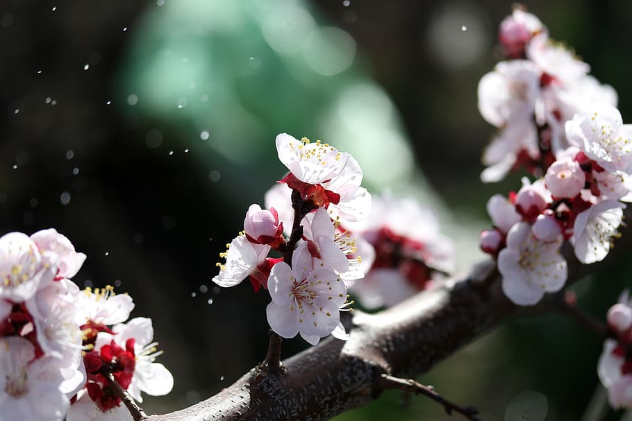 flowers, white, tree, casey, spring, nature, flowering plant HD wallpaper
