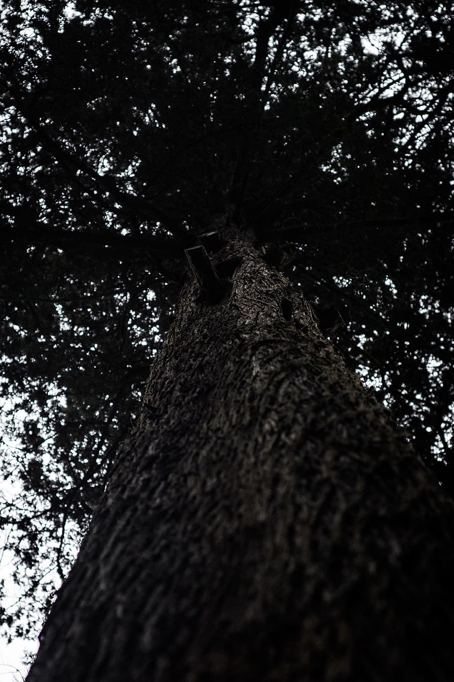 trees, forest, black, texture, cold, nature, wind, lake, tree trunk HD wallpaper