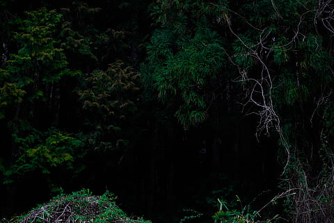 COVASA Mens Summer ShortsDinosaur The Jungle Trees Forest Nature Woods Scary P 