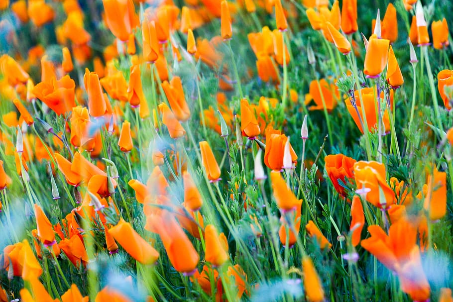 orange flower field, plant, blossom, poppy, temecula, lake elsinore HD wallpaper