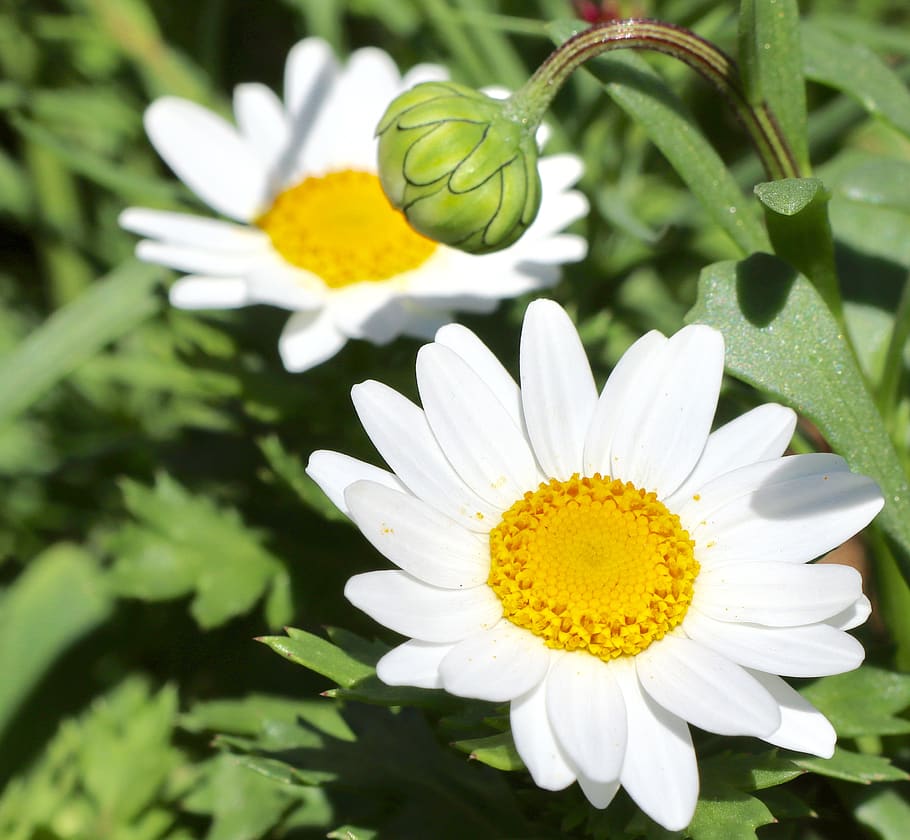 daisy, white, bloom, blossom, flower, yellow, decoration, wildflowers HD wallpaper
