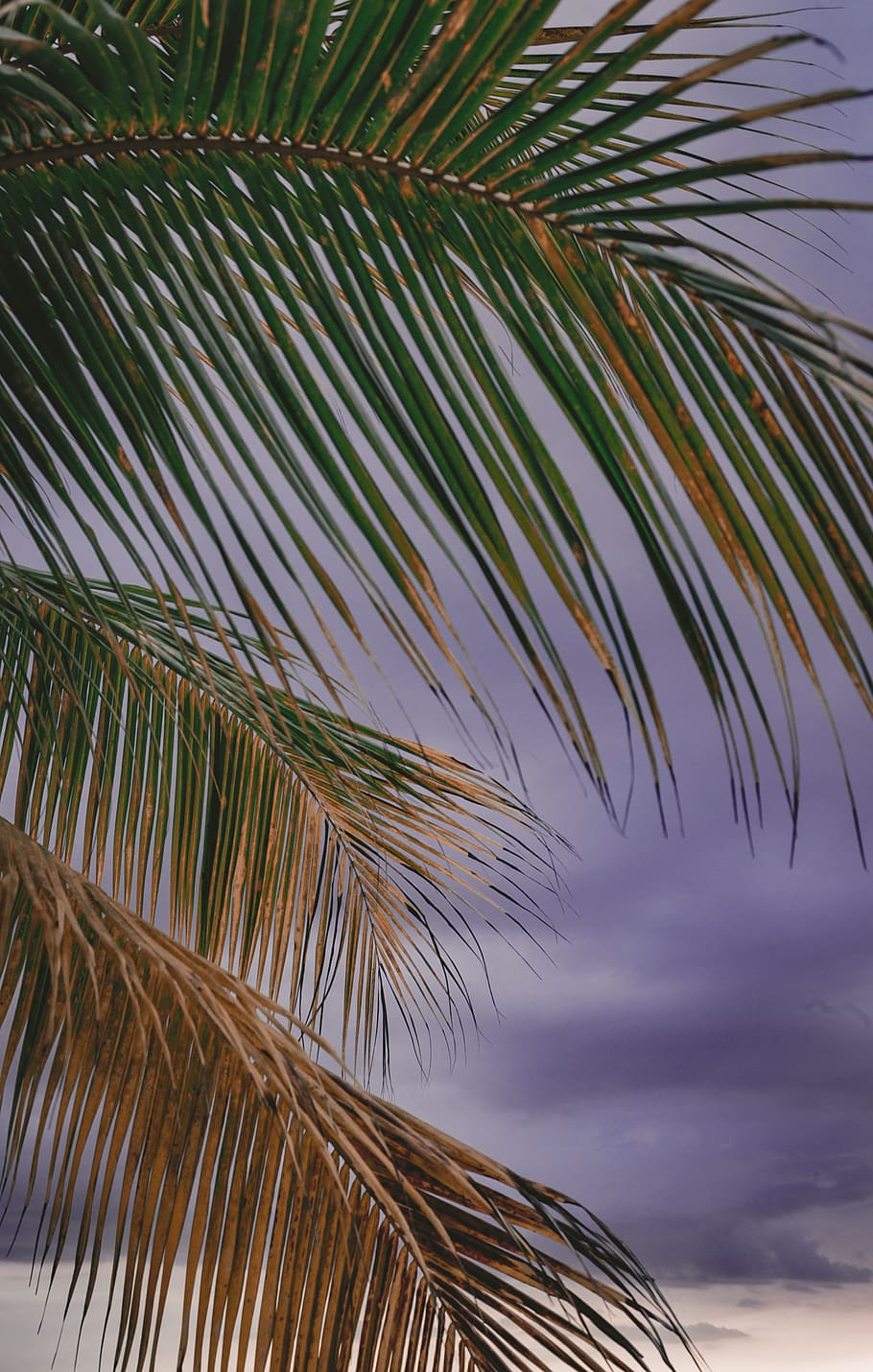 trees, juno beach florida, jupiter florida, california, jamaica, HD wallpaper