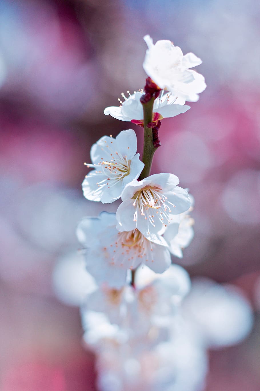 white-petaled flowers, flowering plant, freshness, fragility HD wallpaper