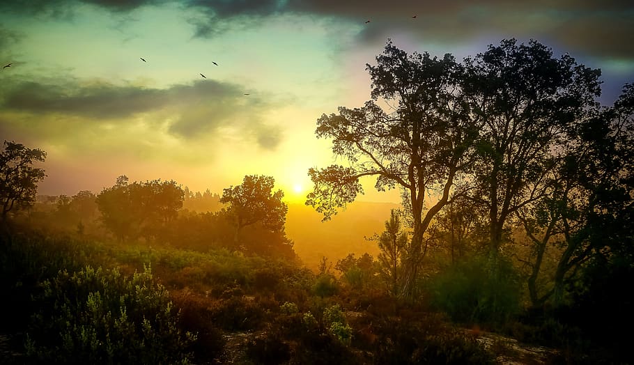sunset, forest, nature, landscape, sky, evening, trees, outdoors HD wallpaper