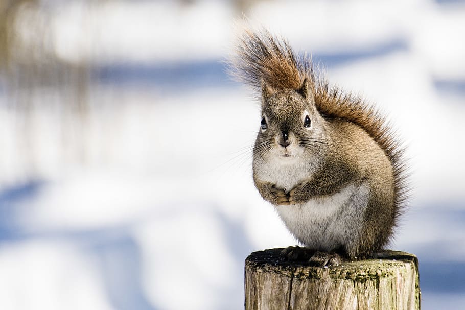 squirrel on brown post, animal wildlife, one animal, mammal, animals in the wild HD wallpaper