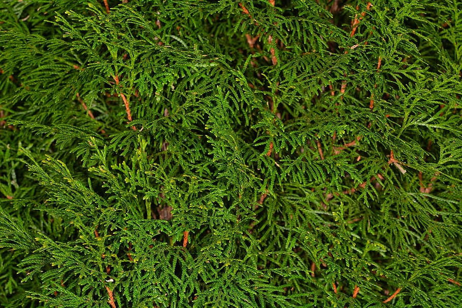 thujene, plant, tree, nature, green, lush, green color, growth HD wallpaper