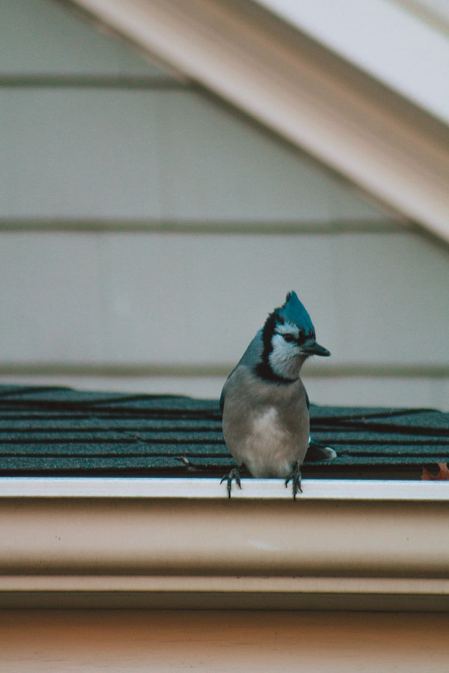bird, bird watching, watcher, blue jay, feathers, calm, beak, HD wallpaper