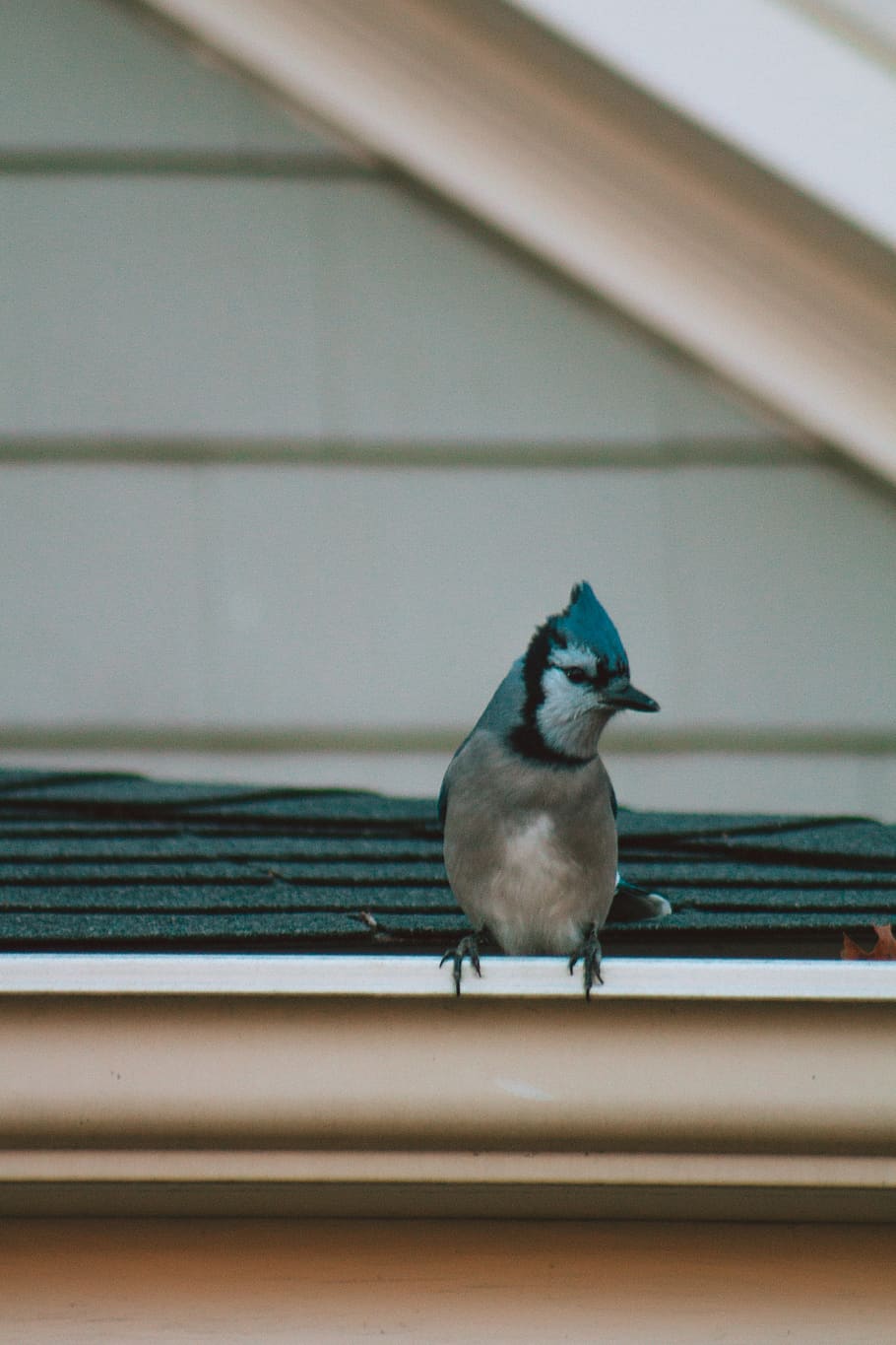 Robin Vs Blue Jay HD 720p 