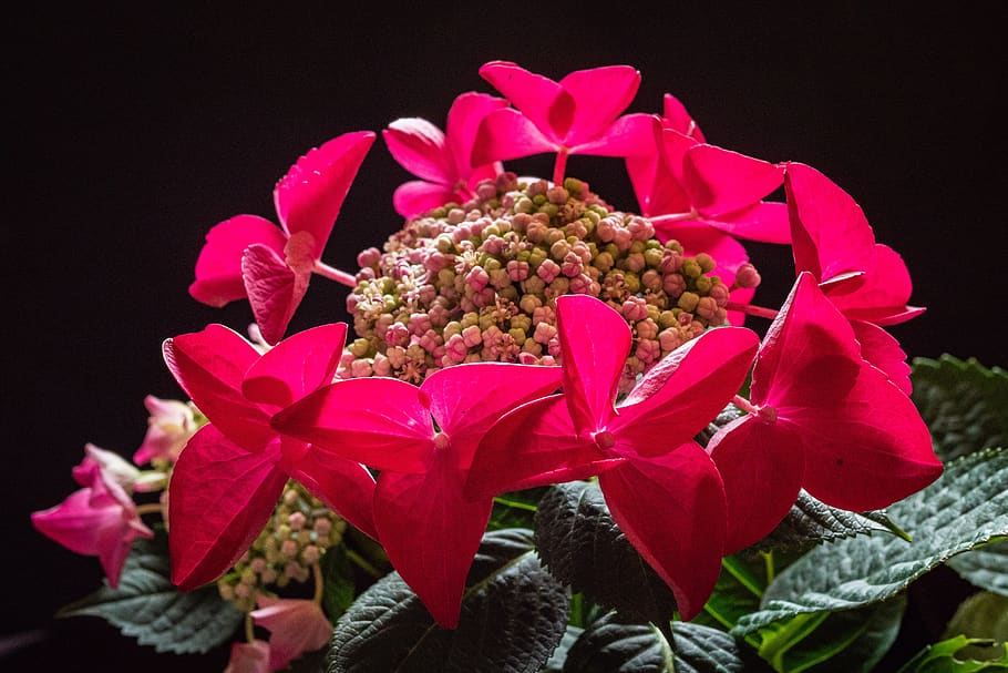 hydrangea, flower, red, plant, flowering plant, close-up, freshness HD wallpaper