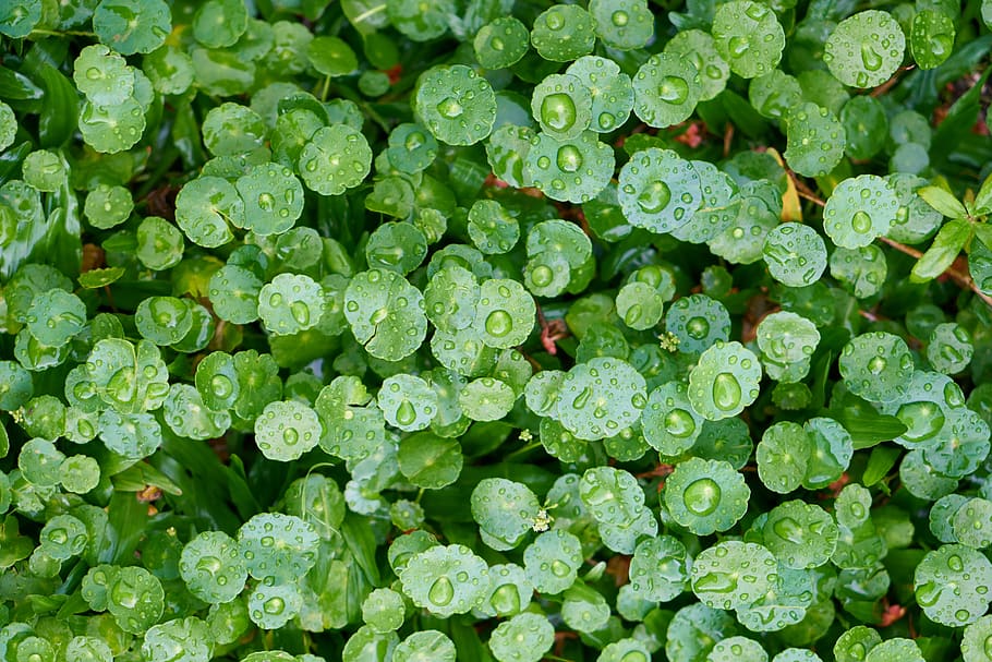 plant, green, spring, close, background, green field, summer HD wallpaper