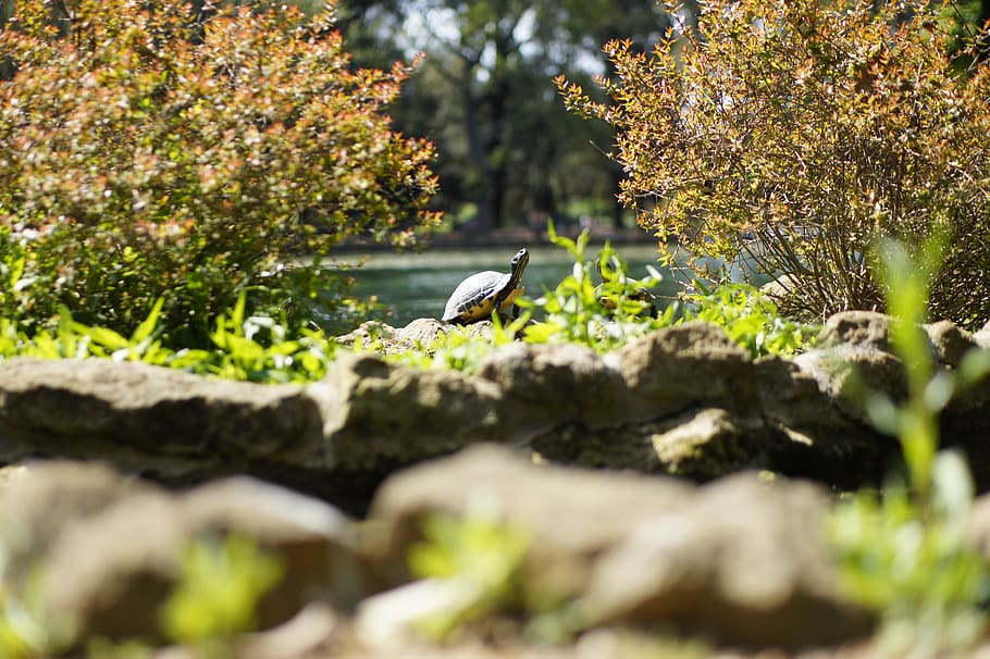 turtle surrounded by green grass, animal, bird, waterfowl, plant HD wallpaper